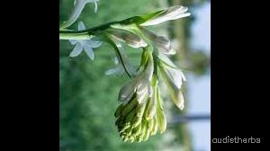 augmented_Polianthes tuberosa flower9_rotated_270.jpeg